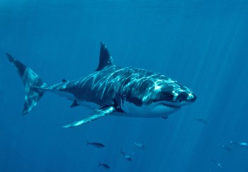 Shark